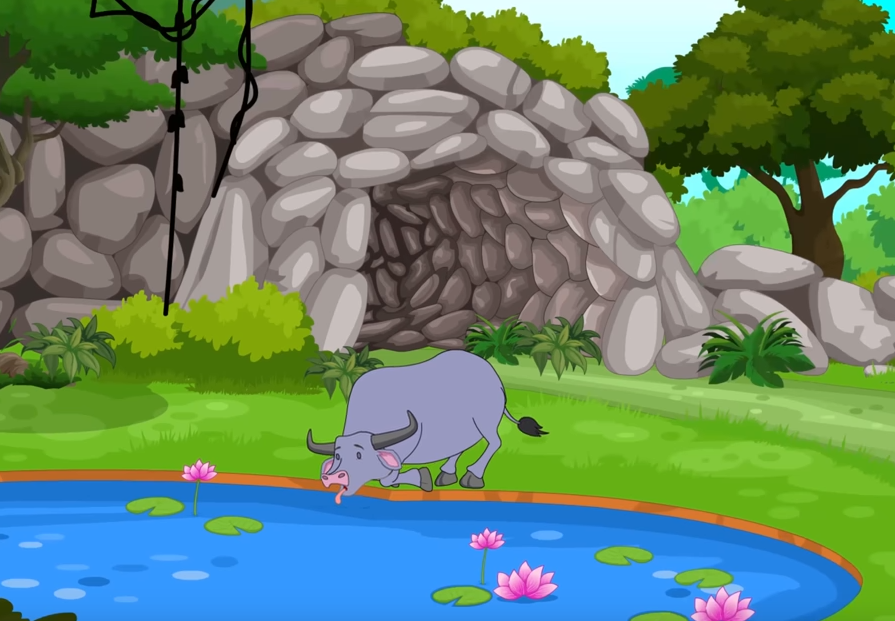 a buffalo drinking water from the pond