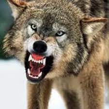 ferocious wolf